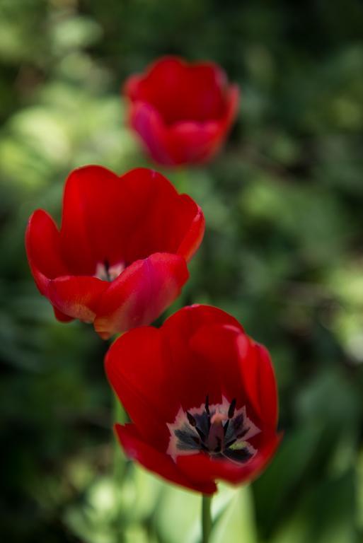 Bed and Breakfast Au Jardin Zuchwil Екстер'єр фото